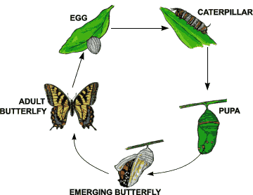 Butterfly Life Cycle Image